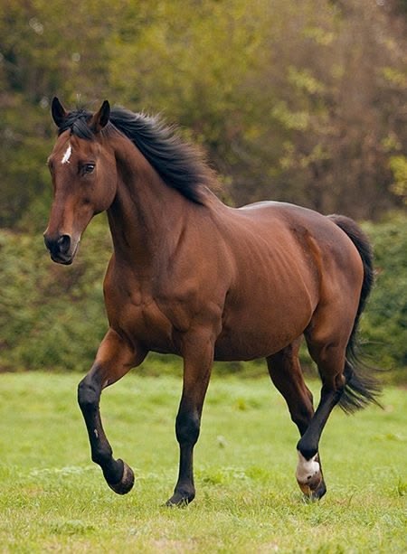 Rider and horse